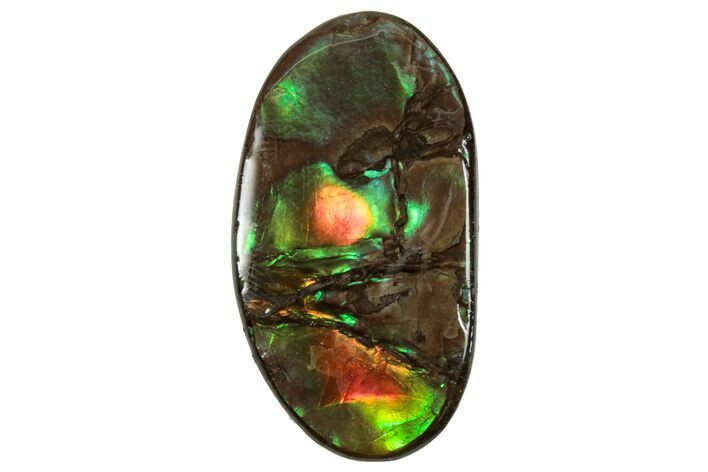 Flashy Ammolite (Fossil Ammonite Shell) - Greens & Oranges #357650